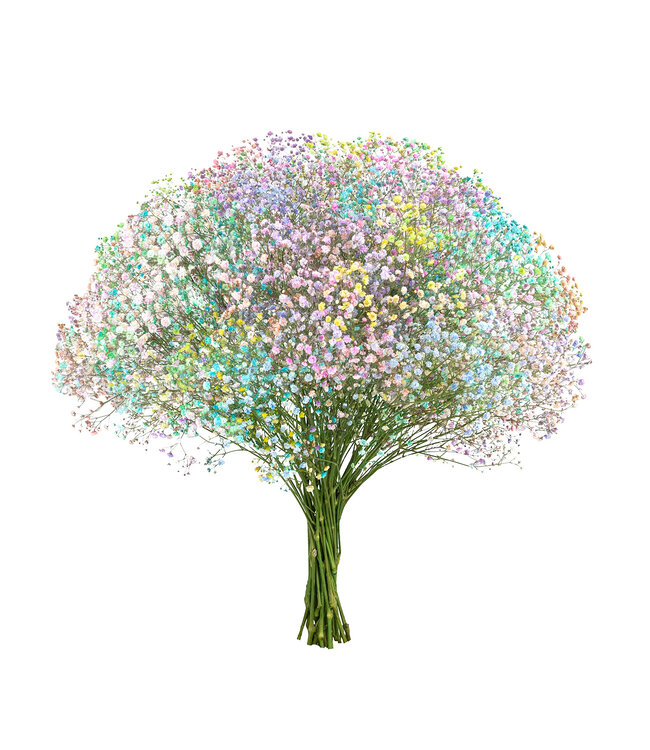 Vers regenboog pastel mix Gipskruid | Rainbow pastelkleurige Gypsophila paniculata Xlence | 40 gram | 25 takken per bos