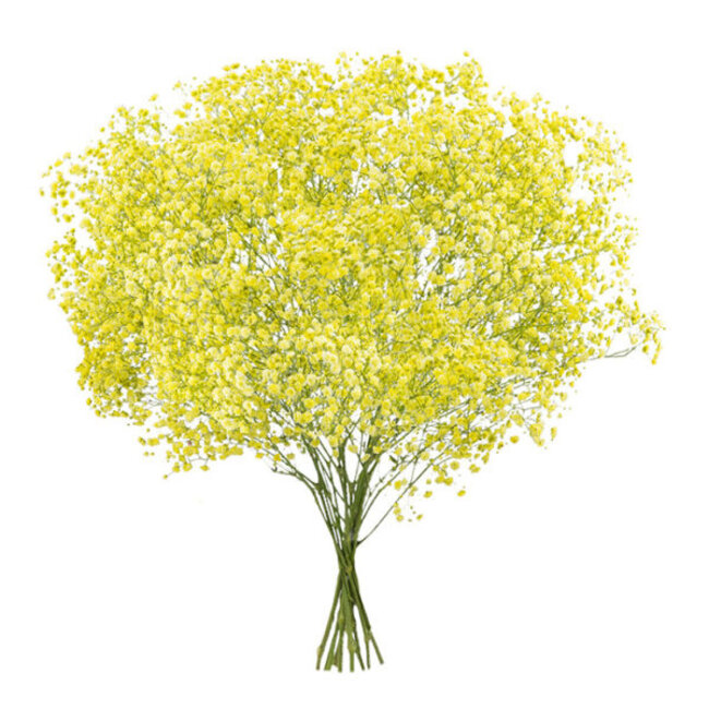 Vers geel Gipskruid | Gele Gypsophila paniculata Xlence | 40 gram | 25 takken per bos | Per bos te bestellen