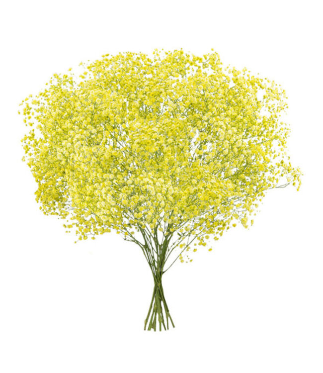 Frisches gelbes Schleierkraut | Yellow Gypsophila paniculata Xlence | 40 Gramm | 25 Zweige pro Strauß | Bestellung pro Strauß