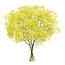 Vers geel Gipskruid | Gele Gypsophila paniculata Xlence | 40 gram | 25 takken per bos | Per bos te bestellen
