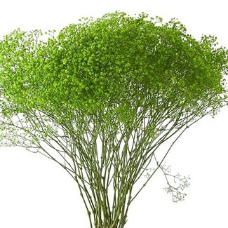 Florimo Fresh Flowers Fresh apple green Gypsophila paniculata | apple green Gypsophila paniculata Xlence | 40 grams | 25 branches per bunch | Per bunch