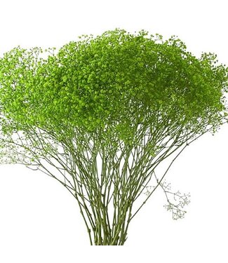 Florimo Fresh Flowers Frische apfelgrüne Gypsophila paniculata | apfelgrüne Gypsophila paniculata Xlence | 40 Gramm | 25 Zweige pro Strauß | pro Strauß