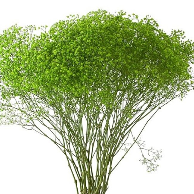 Fresh apple-green Gypsophila paniculata Xlence | 40 grams | 25 branches per bunch | Order per bunch