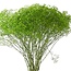 Fresh apple-green Gypsophila paniculata Xlence | 40 grams | 25 branches per bunch | Order per bunch