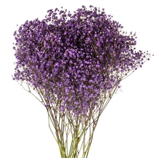 Florimo Fresh Flowers Vers paars Gipskruid | Paarse Gypsophila paniculata Xlence | 40 gram | 25 takken per bos | Per bos