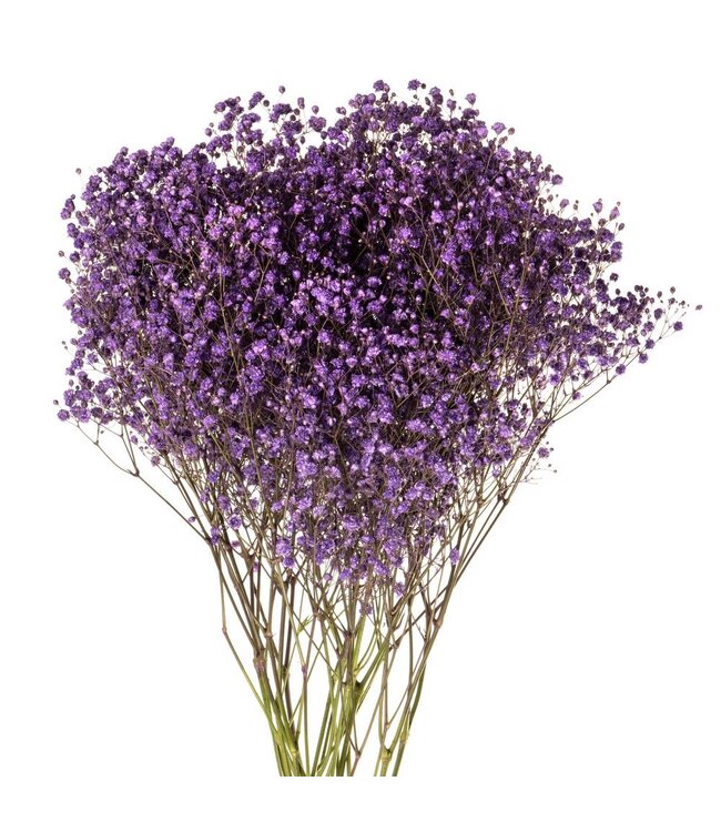 Frisches lila Schleierkraut | Purple Gypsophila paniculata Xlence | 40 Gramm | 25 Zweige pro Bund | Bestellung pro Bund
