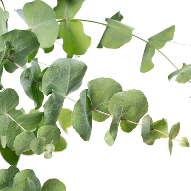 Fresh Eucalyptus Cinerea | 350 - 400 grams per bunch | Length 65 - 70 centimetres | Order by bunch