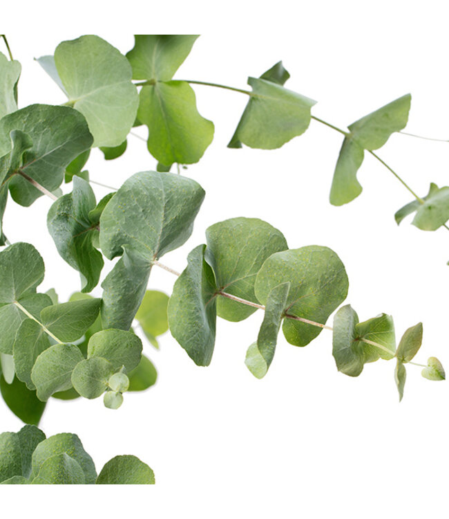Frischer Eukalyptus Cinerea | 350 - 400 Gramm pro Strauß | Länge 65 - 70 Zentimeter | Bestellung per Strauß