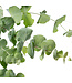 Frischer Eukalyptus Cinerea | 350 - 400 Gramm pro Strauß | Länge 65 - 70 Zentimeter | Bestellung per Strauß