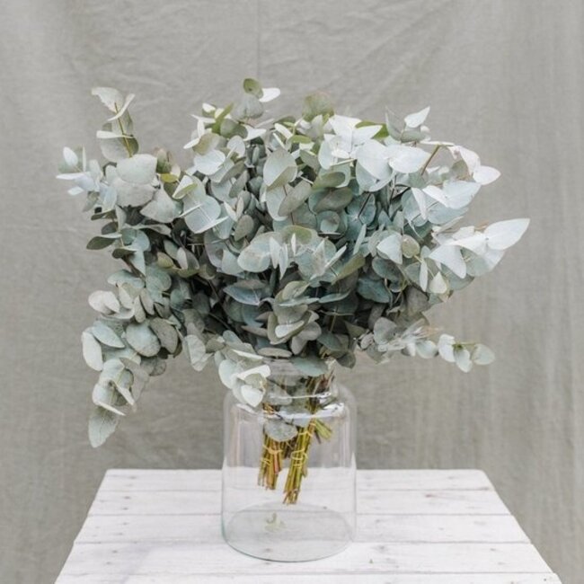 Verse Eucalyptus Cinerea | 350 - 400 gram per bos | Lengte 65 - 70 centimeter | Per bos te bestellen