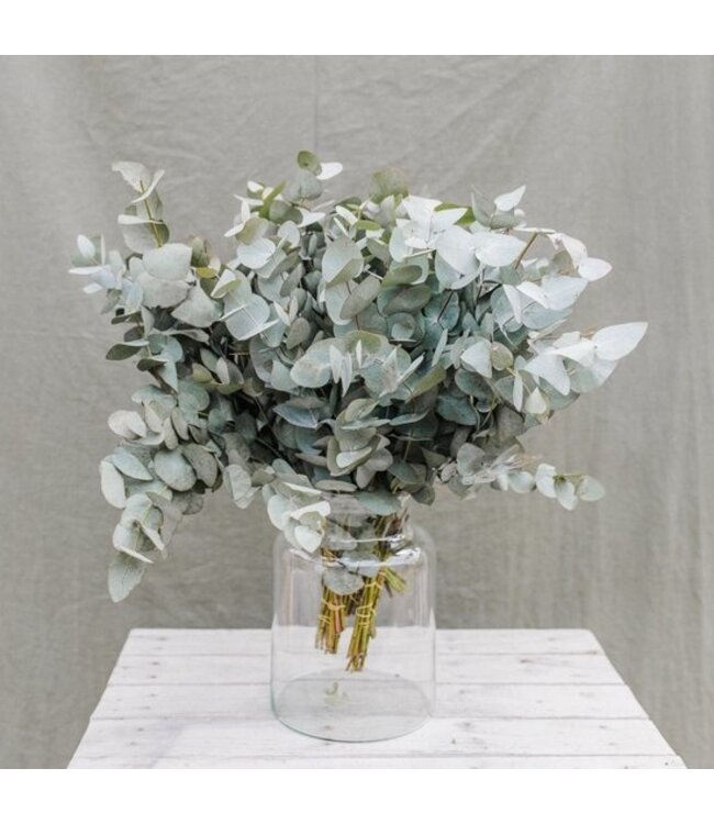 Verse Eucalyptus Cinerea | 350 - 400 gram per bos | Lengte 65 - 70 centimeter | Per bos te bestellen