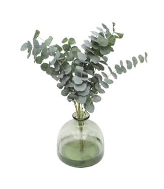 Florimo Fresh Flowers Frischer Eucalyptus Cinerea | 350 - 400 Gramm pro Strauß | Länge 65 - 70 Zentimeter | Pro Strauß