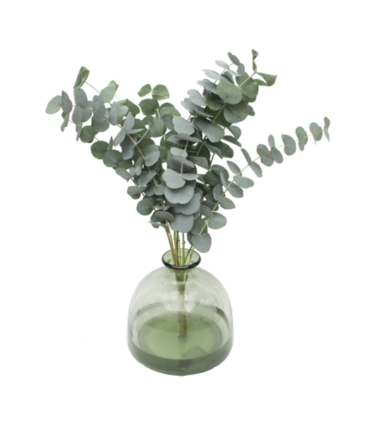 Florimo Fresh Flowers Frischer Eucalyptus Cinerea | 350 - 400 Gramm pro Strauß | Länge 65 - 70 Zentimeter | Pro Strauß
