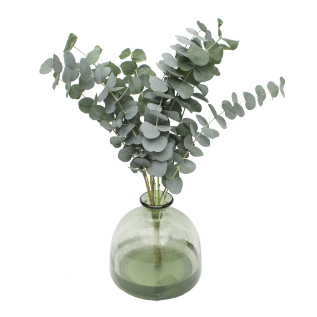 Fresh Eucalyptus Cinerea | 350 - 400 grams per bunch | Length 65 - 70 centimetres | Order by bunch