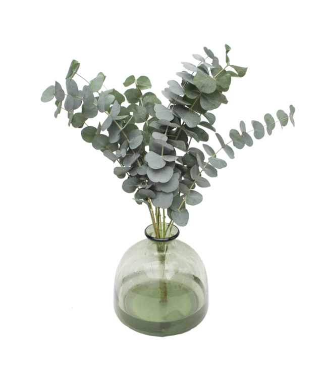 Frischer Eukalyptus Cinerea | 350 - 400 Gramm pro Strauß | Länge 65 - 70 Zentimeter | Bestellung per Strauß