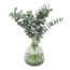 Florimo Fresh Flowers Verse Eucalyptus Cinerea | 350 - 400 gram per bos | Lengte 65 - 70 centimeter | Per bos
