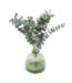 Florimo Fresh Flowers Verse Eucalyptus Cinerea | 350 - 400 gram per bos | Lengte 65 - 70 centimeter | Per bos