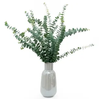 Florimo Fresh Flowers Frischer Eukalyptus Baby Blue | 350 - 400 Gramm pro Strauß | Länge 65 - 70 Zentimeter | Pro Strauß