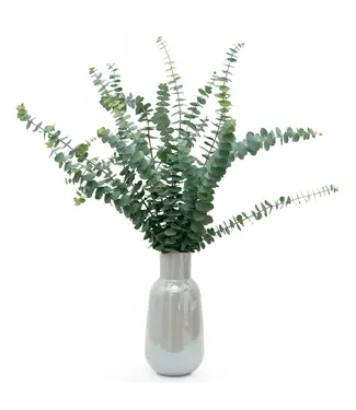 Florimo Fresh Flowers Verse Eucalyptus Baby Blue | 350 - 400 gram per bos | Lengte 65 - 70 centimeter | Per bos Florimo Fresh Flowers Verse Eucalyptus Baby Blue | 350 - 400 gram per bos | Lengte 65 - 70 centimeter | Per bos