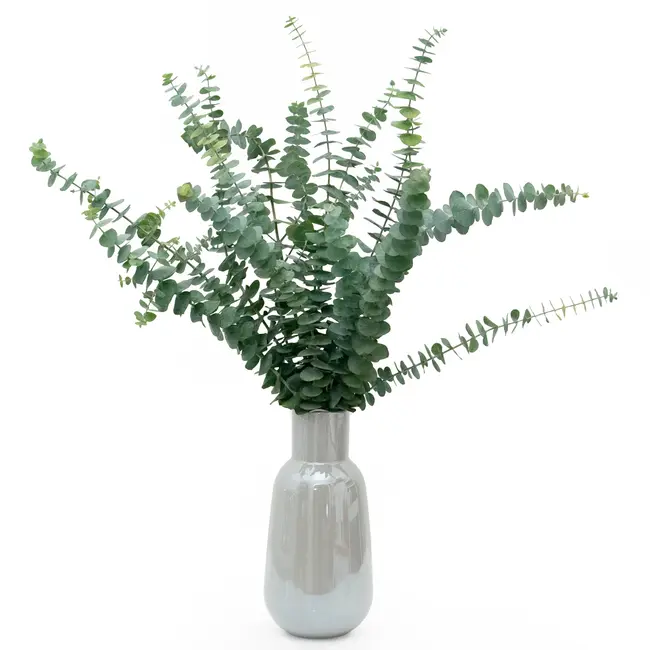 Fresh Eucalyptus Baby Blue | 350 - 400 grams per bunch | Length 65 - 70 centimetres | Order per bunch