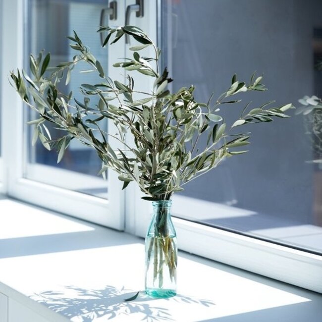 Fresh Olive branches | 350 - 400 grams per bunch | Length 65 - 70 centimetres | Order per bunch