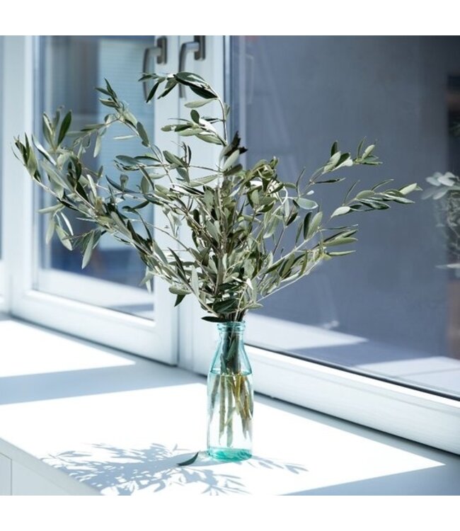 Verse Olijftakken | 350 - 400 gram per bos | Lengte 65 - 70 centimeter | Per bos te bestellen