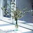 Verse Olijftakken | 350 - 400 gram per bos | Lengte 65 - 70 centimeter | Per bos te bestellen