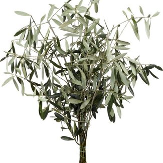 Florimo Fresh Flowers Fresh Olive branches | 350 - 400 grams per bunch | Length 65 - 70 centimetres | Per bunch