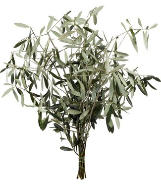 Florimo Fresh Flowers Verse Olijftakken | 350 - 400 gram per bos | Lengte 65 - 70 centimeter | Per bos