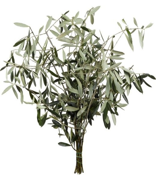 Florimo Fresh Flowers Verse Olijftakken | 350 - 400 gram per bos | Lengte 65 - 70 centimeter | Per bos