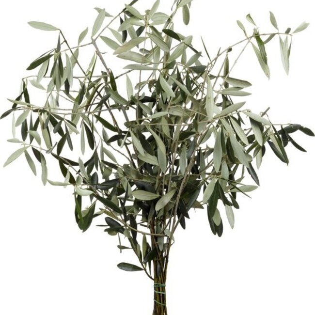Fresh Olive branches | 350 - 400 grams per bunch | Length 65 - 70 centimetres | Order per bunch