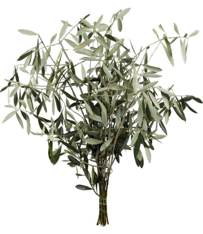 Verse Olijftakken | 350 - 400 gram per bos | Lengte 65 - 70 centimeter | Per bos te bestellen