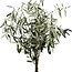 Fresh Olive branches | 350 - 400 grams per bunch | Length 65 - 70 centimetres | Order per bunch