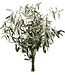 Florimo Fresh Flowers Verse Olijftakken | 350 - 400 gram per bos | Lengte 65 - 70 centimeter | Per bos