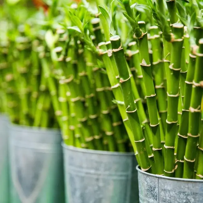 Verse Dracaena sanderiana "Lucky Bamboo" | Lengte 70 centimeter |  10 takken per bos | Per bos te bestellen