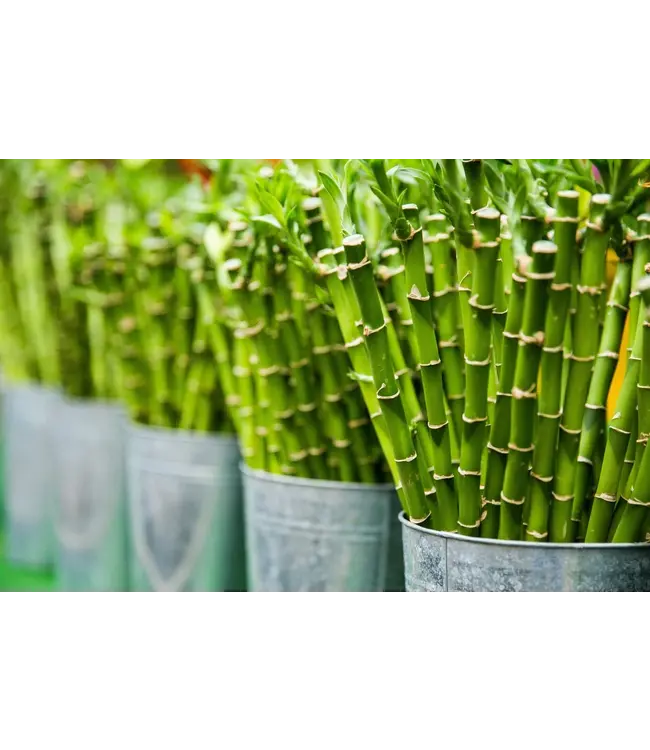 Frische Dracaena sanderiana "Lucky Bamboo" | Länge 70 Zentimeter | 10 Zweige pro Strauß | Bestellung pro Strauß