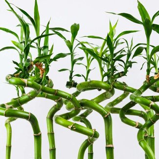 Florimo Fresh Flowers Verse Dracaena sanderiana "Lucky Bamboo" | Lengte 70 centimeter |  10 takken per bos