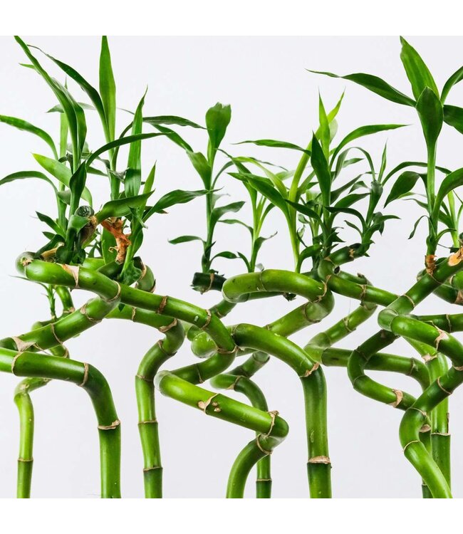 Verse Dracaena sanderiana "Lucky Bamboo" | Lengte 70 centimeter |  10 takken per bos | Per bos te bestellen