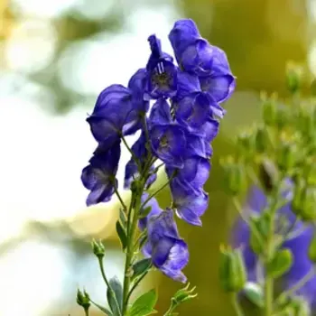 Aconitum