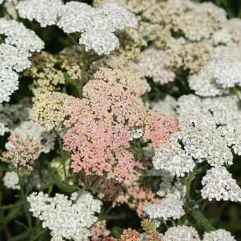 Achillea
