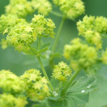 Alchemilla