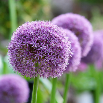 Allium