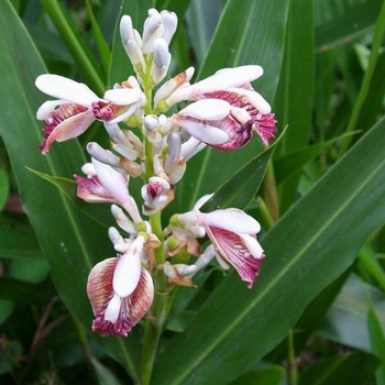 Alpinia