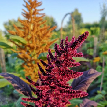 Amaranthus