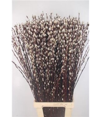 Florimo Fresh Flowers Salix Ca Snow Flake ( x 50 ) Florimo Fresh Flowers Salix Ca Snow Flake ( x 50 )