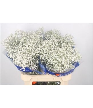Florimo Fresh Flowers Gyps Pa Xlence Ex ( x 25 ) Florimo Fresh Flowers Gyps Pa Xlence Ex ( x 25 )