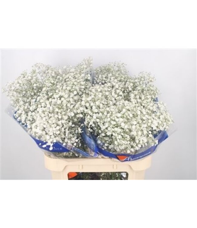 Gyps Pa Xlence Ex ( x 25 )