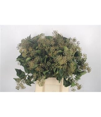 Florimo Fresh Flowers Hedera Extra Per Pak ( x 1 ) Florimo Fresh Flowers Hedera Extra Per Pak ( x 1 )