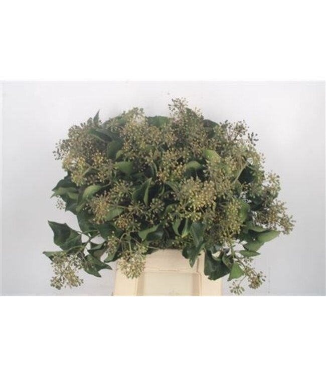 Hedera Extra Per Pak ( x 1 )