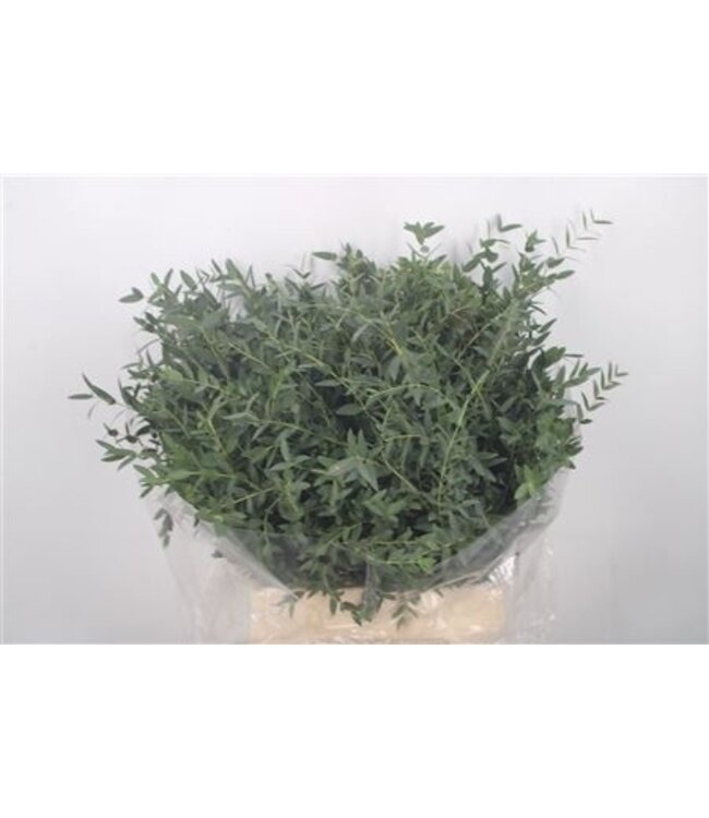 Euc Parvifolia Per Bunch 150 Gram ( x 5 )